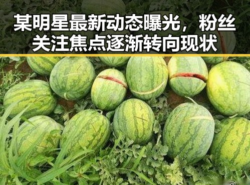某明星最新动态曝光，粉丝关注焦点逐渐转向现状